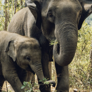 Khao Sok i Sanktuarium Słoni