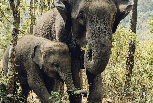 Khao Sok i Sanktuarium Słoni